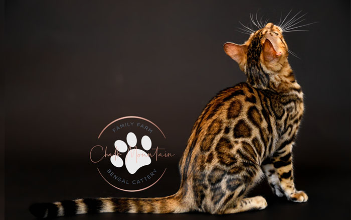 bengal kittens for sale
